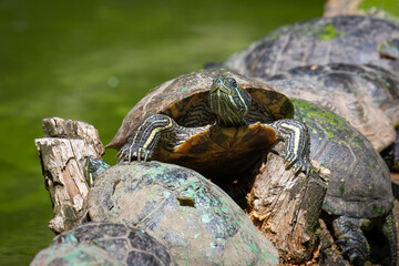 A red-eared slider turtle lays close to a European pond turtle on a wooden log and looks toward the...