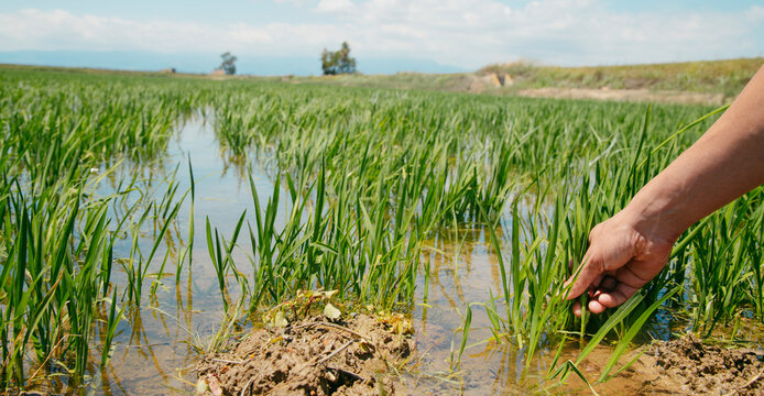 grabs a rice plant in a rice field, panoramic format