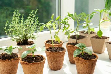 Many different seedlings growing in pots on window sill