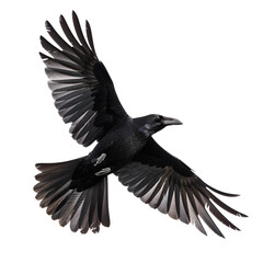 Obraz premium crow in flight