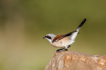 Red-backed Shrike male standing on a rock isolated in natural background in Kruger National park, South Africa ; Specie Lanius collurio family of Laniidae