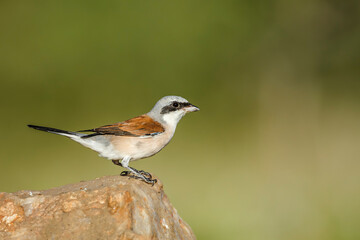 Red-backed Shrike male standing on a rock isolated in natural background in Kruger National park, South Africa ; Specie Lanius collurio family of Laniidae
