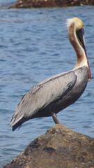 Un pélican gris devant la mer bleue