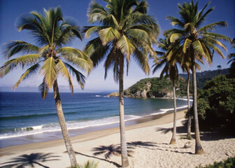 palm trees on the beach