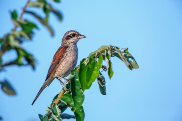 Red-backed Shrike female standing on a branch isolated in blue sky in Kruger National park, South Africa ; Specie Lanius collurio family of Laniidae