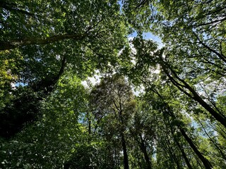 Beautiful trees with green leaves growing in park, bottom view
