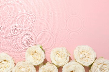 Beautiful rose flowers in water on pink background, top view. Space for text