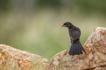 Red billed Buffalo Weaver standing on a rock in Kruger National park, South Africa ; Specie Bubalornis niger family of Ploceidae