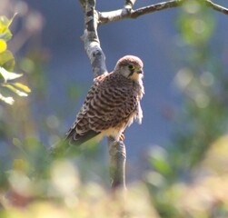 Kestrel Photo
