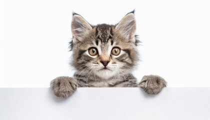 Funny gray tabby kitten showing placard with space for text. Lovely fluffy funny cat holding signboard on isolated background. Top of head of cat with paws up, peeking over a blank white banner.