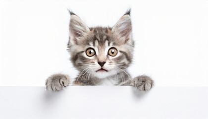Funny gray tabby kitten showing placard with space for text. Lovely fluffy funny cat holding signboard on isolated background. Top of head of cat with paws up, peeking over a blank white banner.