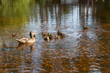 A caring duck took the newly hatched ducklings out for a swim in a shallow pond