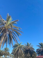 palm trees against blue sky