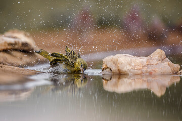 Red headed weaver bathing in waterhole in Kruger National park, South Africa ; Specie Anaplectes rubriceps family of Ploceidae