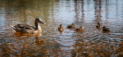 A caring duck took the newly hatched ducklings out for a swim in a shallow pond