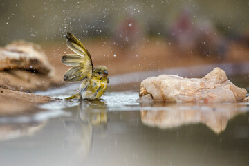 Red headed weaver bathing in waterhole in Kruger National park, South Africa ; Specie Anaplectes rubriceps family of Ploceidae