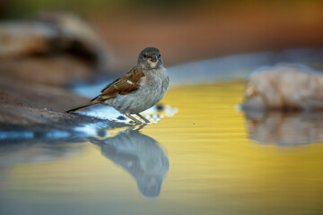 Southern Grey-headed Sparrow in waterhole at morning light in Kruger National park, South Africa ;...