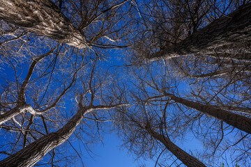 group of leafless winter aspen trees