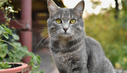 Grey and white cat itting in front of white background