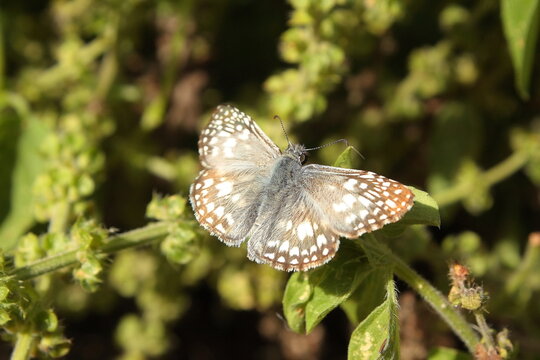 hairy butterfly with details in white and brown of the species Pyrgus orcus perched on an Ocimum basilicum flower