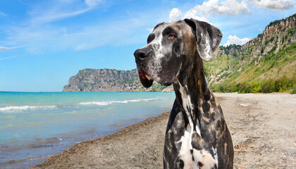 portrait of a Great Dane puppy on a country path