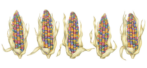 Indian corn watercolor set. Colorful rainbow ornamental cobs of Calico corn. Cliparts of the heirloom glass gem maize plant for autumn decor, harvest festival, Thanksgiving cards, invitations