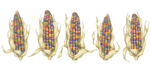 Indian corn watercolor set. Colorful rainbow ornamental cobs of Calico corn. Cliparts of the heirloom glass gem maize plant for autumn decor, harvest festival, Thanksgiving cards, invitations