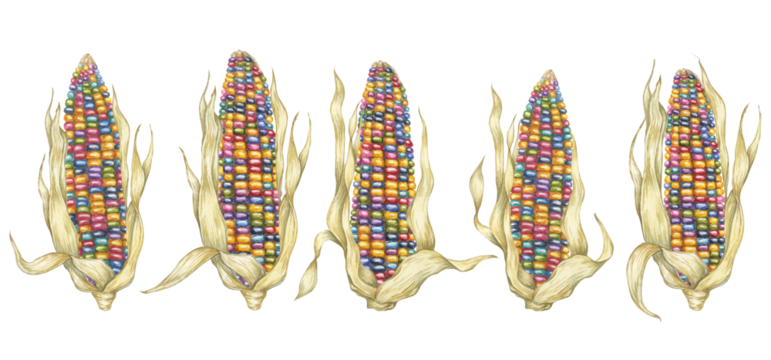 Indian corn watercolor set. Colorful rainbow ornamental cobs of Calico corn. Cliparts of the heirloom glass gem maize plant for autumn decor, harvest festival, Thanksgiving cards, invitations