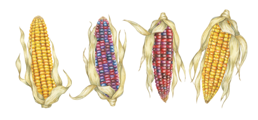 Indian and sweet yellow corn set. Watercolor illustration of golden and rainbow cobs. Clipart of the heirloom ornamental maize plant for autumn decor, harvest festival, Thanksgiving cards, invitations