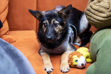 A dog is resting on a sofa beside a soft toy animal