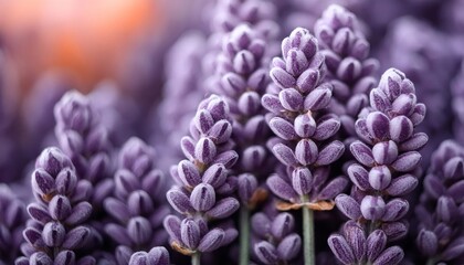 closeup of lavender flowers and buds , generated by AI. High quality photo
