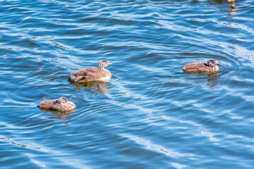 The waterfowl bird, great crested grebe with chick, swimming in the lake.