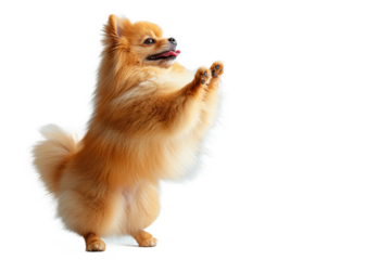 pomeranian dog on transaparent png file