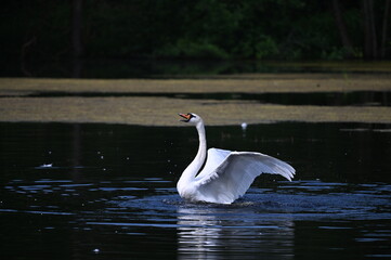 Flügelschlagender Schwan auf einem Teich