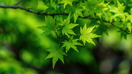 Japanese maple s young leaves known as Iroha momiji in Japan