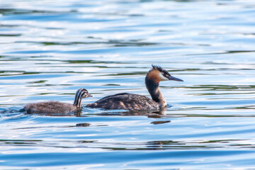 The waterfowl bird, great crested grebe with chick, swimming in the lake.