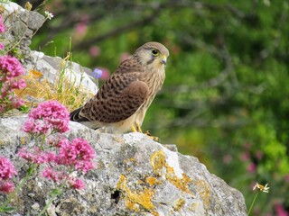 Kestrel and wild flowers