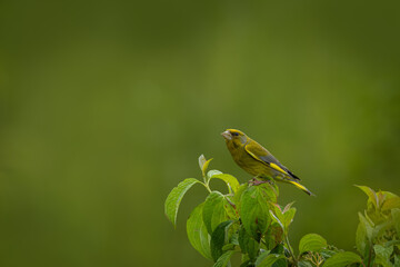 A male European greenfinch sits atop a green bush perpendicular to the camera lens with a green background.