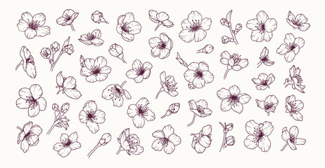 Set of sakura flower line art. Cherry blossom japanese hand drawn black floral sketch. Spring botanical petal, leaves. Bloom asian plant vector illustration in outline style