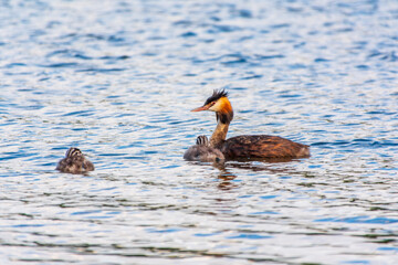 The waterfowl bird, great crested grebe with chick, swimming in the lake.