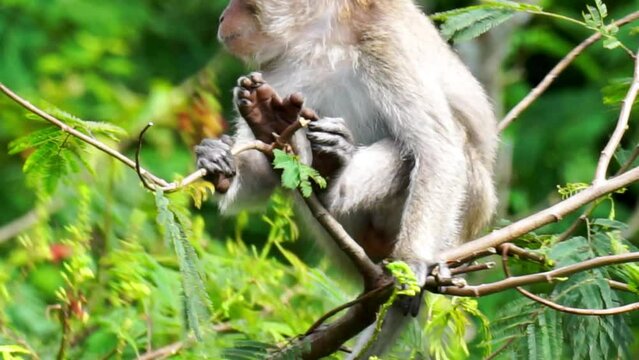 Macaca fascicularis (Monyet kra, kera ekor panjang, monyet ekor panjang, long-tailed macaque, monyet pemakan kepiting, crab-eating monkey) on the tree.