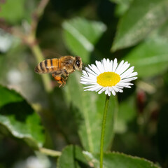 Obraz premium A Honey Bee Flying next to a Chamomile Flower