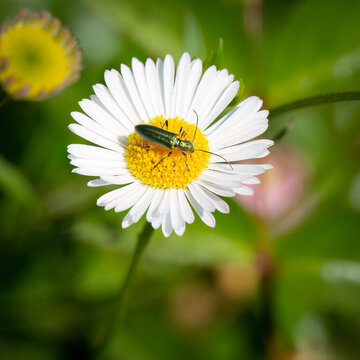 A Chrysanthia Flavipes Beetle on a Chamomile Flower