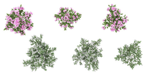 Top view of creeper Rhododendron,Serissa foetida flowers plants with transparent background, 3d rendering