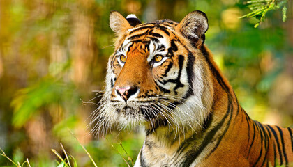 Fototapeta premium Head of sumateran tiger