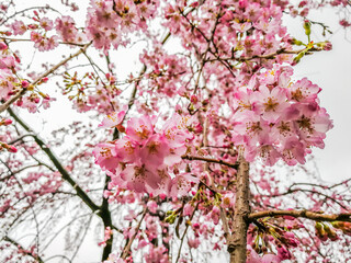 Delicate pink cherry blossoms burst forth on a bare tree in spring, painting the blue sky with a fleeting burst of Japanese beauty