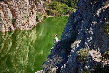Griffon vulture. Bird of prey on a rock in the Monfragüe Natural Park (Cáceres)
