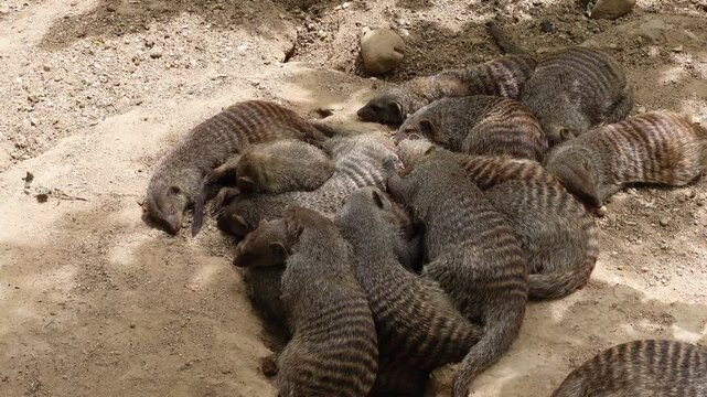 Overhead shot of a large herd of banded mongooses sleeping, some moving
