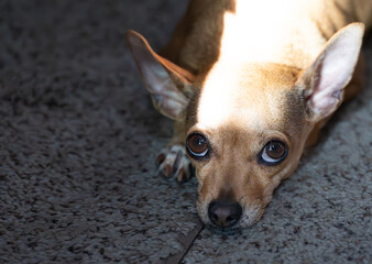 Adorable Chihuahua Dog with Big Brown Eyes