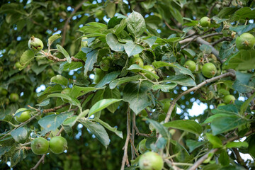 Green apples growing on a tree with dense green leaves.